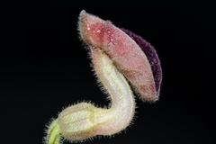 Aristolochia secunda