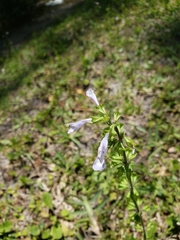 Salvia lyrata
