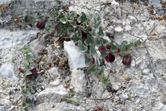 Aristolochia secunda