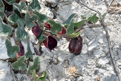 Aristolochia secunda