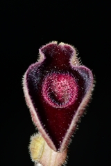 Aristolochia secunda