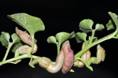 Aristolochia secunda