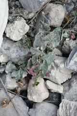 Aristolochia secunda