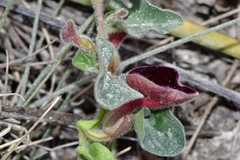 Aristolochia secunda