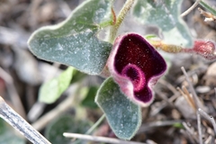 Aristolochia secunda