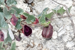 Aristolochia secunda
