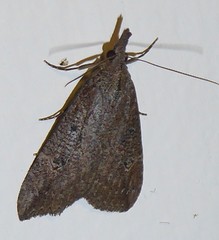 Hypena humuli