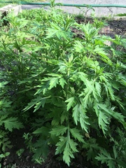 Artemisia vulgaris