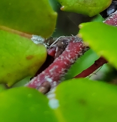 Fellhanera bouteillei