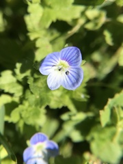 Veronica persica