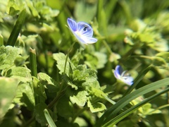 Veronica persica