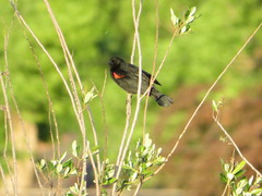 Agelaius phoeniceus