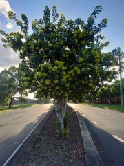 Xanthostemon chrysanthus