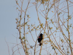 Agelaius phoeniceus
