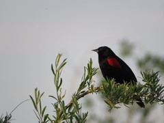 Agelaius phoeniceus