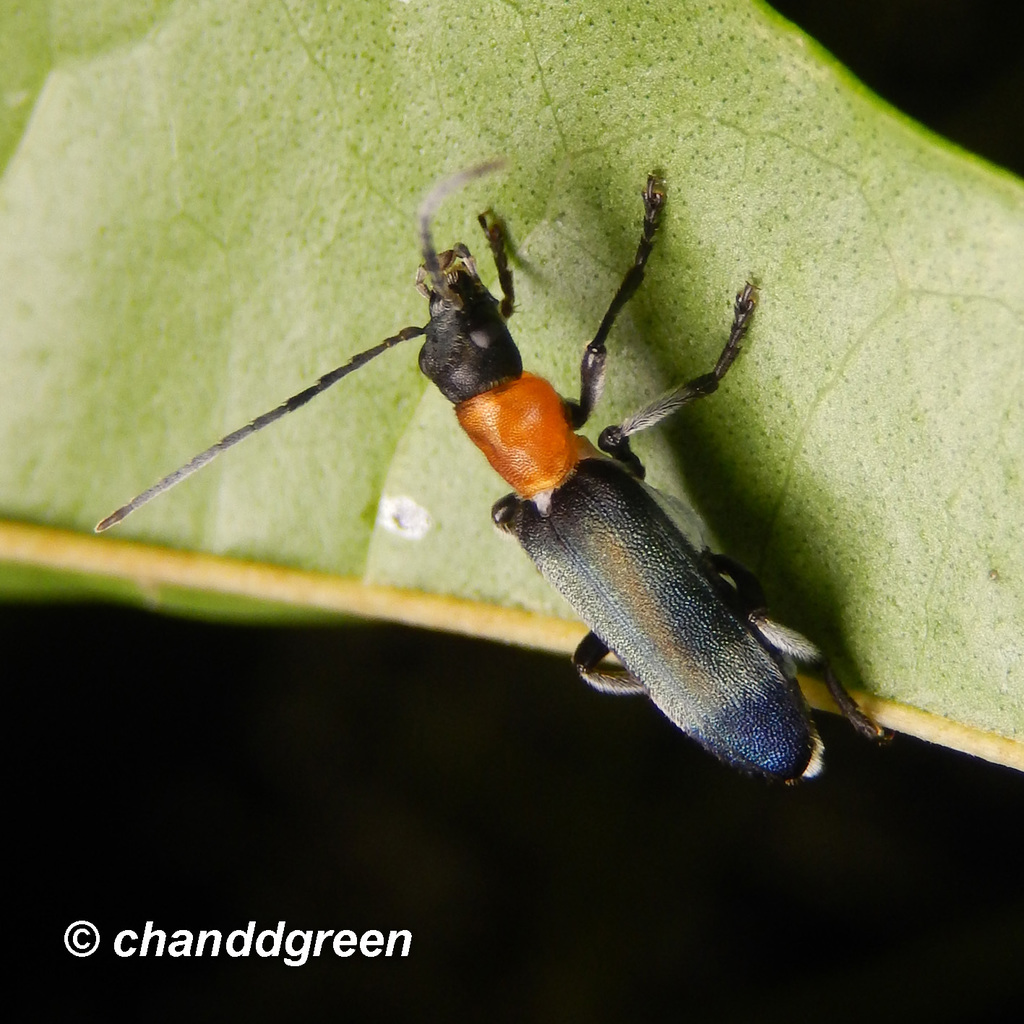 Indasclera