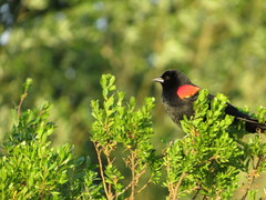 Agelaius phoeniceus