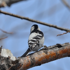 Dryobates minor kamtschatkensis