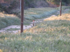 Lepus californicus