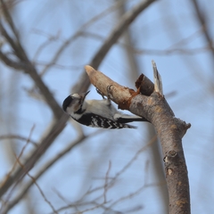 Dryobates minor kamtschatkensis