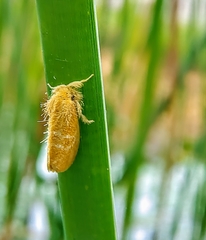 Euproctis lutea