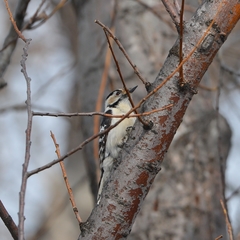 Dryobates minor kamtschatkensis