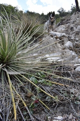 Aristolochia secunda