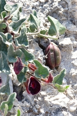 Aristolochia secunda