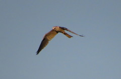 Elanus leucurus