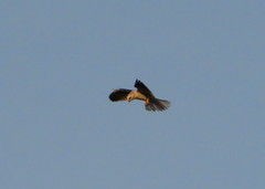 Elanus leucurus