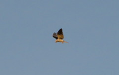 Elanus leucurus