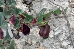 Aristolochia secunda