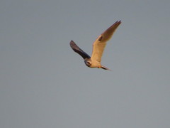 Elanus leucurus