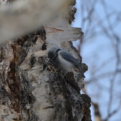Sitta europaea albifrons