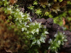 Bryum canariense