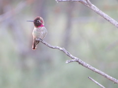 Calypte anna