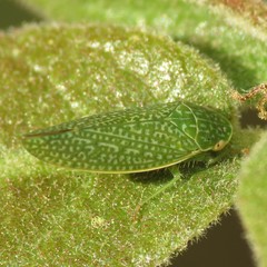 Rugosana