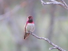 Calypte anna