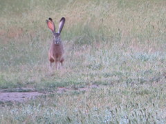 Lepus californicus