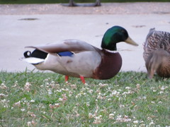 Anas platyrhynchos