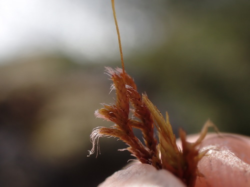 Image of Pseudobraunia californica by no rights reserved