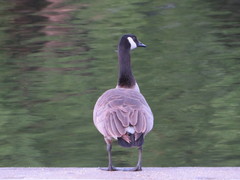 Branta canadensis