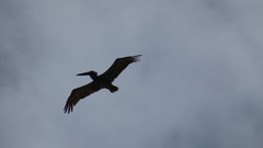 Pelecanus occidentalis occidentalis