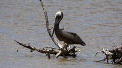 Pelecanus occidentalis occidentalis