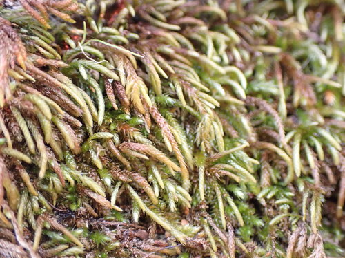 Image of Antitrichia californica by no rights reserved
