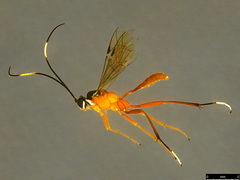 Myrmeleonostenus