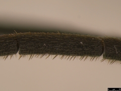 Myrmeleonostenus