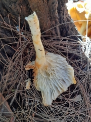Cantharellus concinnus