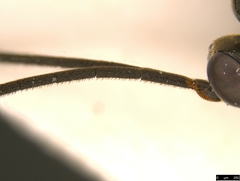 Myrmeleonostenus