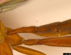 Myrmeleonostenus
